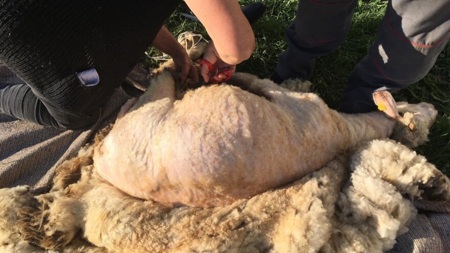 Šišanje ovaca i orezivanje papaka - koji se problemi mogu javiti?