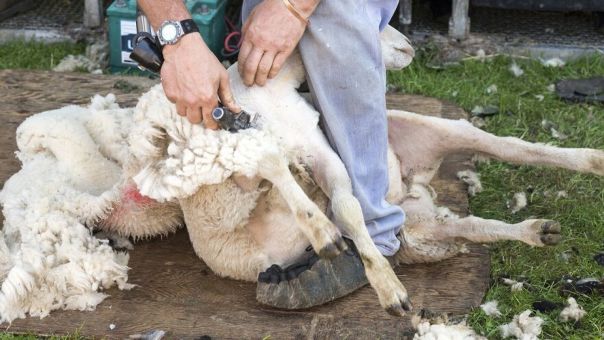 Užas na 25 engleskih farmi: Radnici pri šišanju udaraju ovce u glavu, stoje im na vratu i ostavljaju ih mrtve