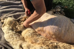 Međunarodno takmičenje u šišanju ovaca i kuvanju ovčijeg perkleta 24. aprila