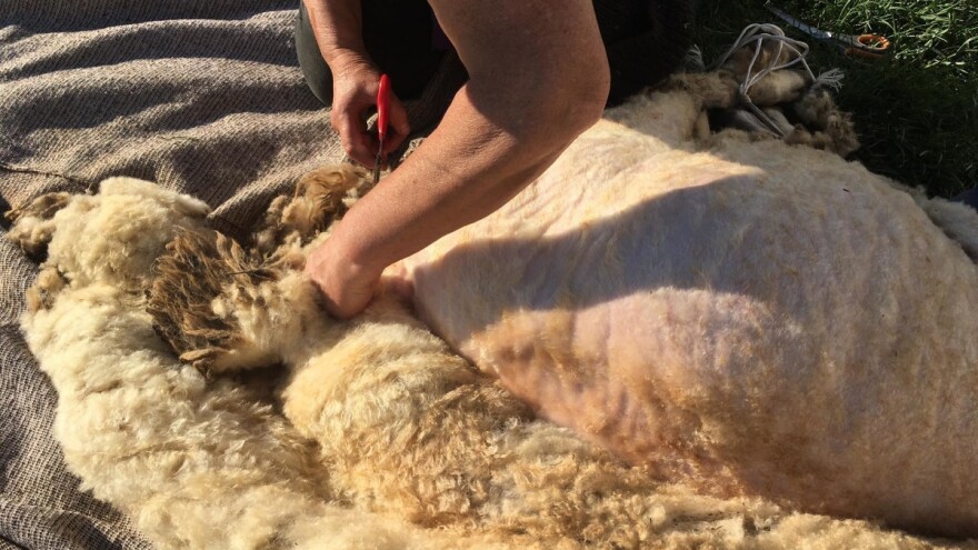 Međunarodno takmičenje u šišanju ovaca i kuvanju ovčijeg perkleta 24. aprila