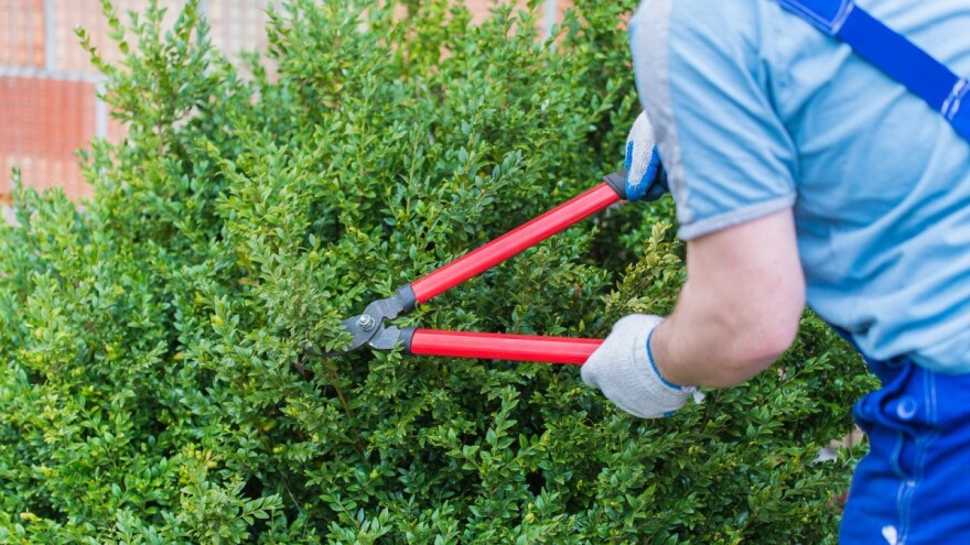 Oblikovanje više vrsta živica i rezidba cvjetnih ukrasnih grmova