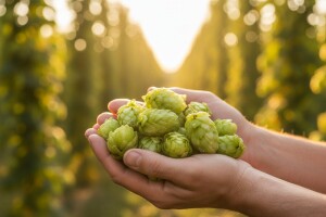 Šišarice hmelja za umirenje i protiv nesanice