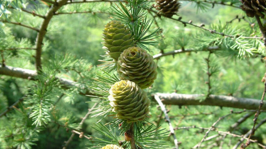 Šišarke iz Požege za Srbiju i Evropu