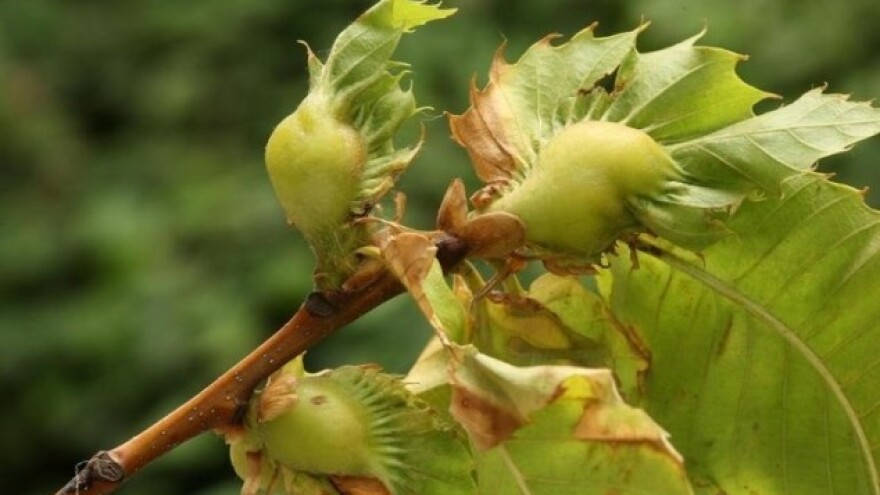 Parazitoidom riješiti problem velikog štetnika