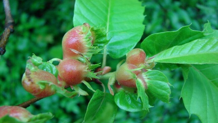 Šiške - ukrasi štetočina na drvenastim kulturama