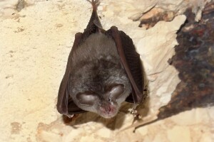 Šišmiši su noćni heroji, ali i prirodni insekticidi