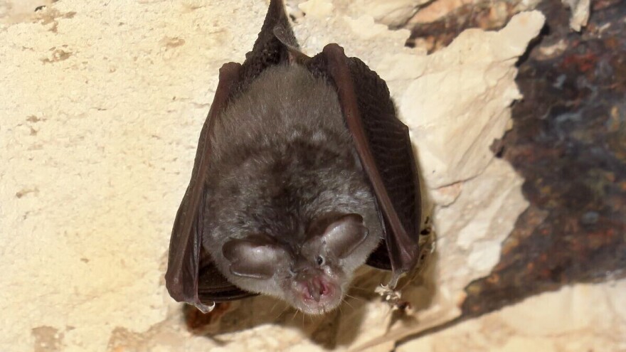 Šišmiši su noćni heroji, ali i prirodni insekticidi