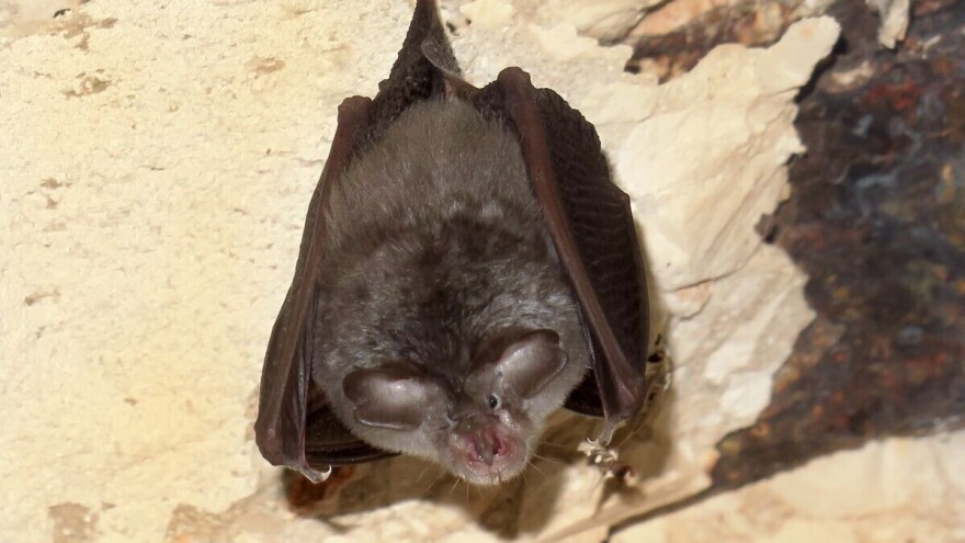 Šišmiši su noćni heroji, ali i prirodni insekticidi