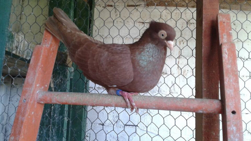 Izložba sitnih životinja u Ljubuškom