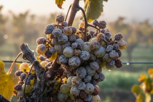 Siva i plemenita plijesan grožđa