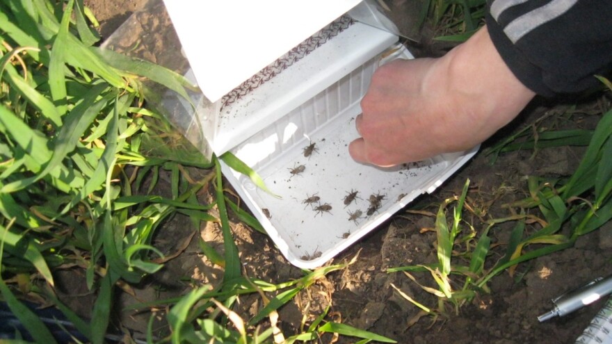 Siva repina pipa - opasnost za šećernu repu