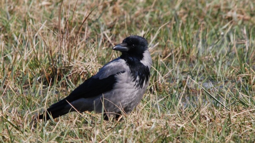 Najezda vrana: U potrazi za vodom, pustoše zasade povrća