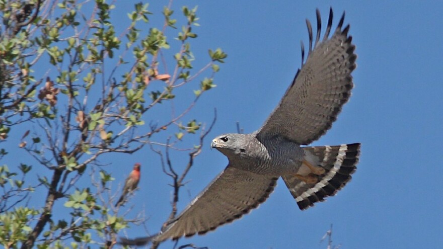U poslednje dve decenije otrovano više od 2.000 divljih ptica