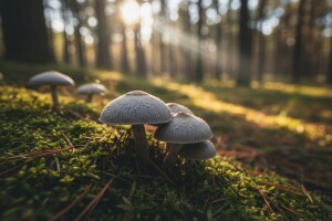 Sivka - gljiva koja je podijelila gljivare