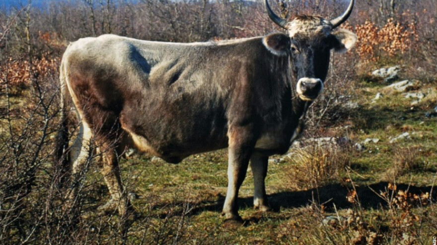 Gdje je nestalo sivo dalmatinsko govedo?