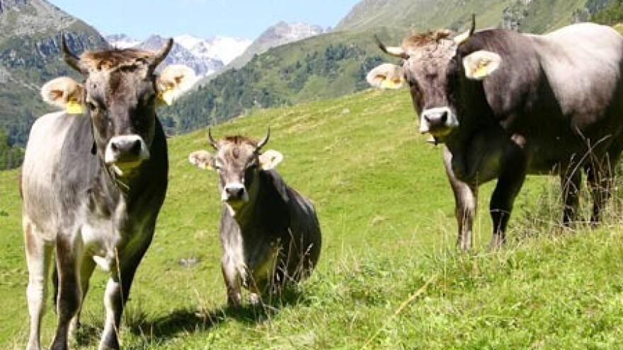 Od nezaposlenosti do sirane na obroncima Velebita!