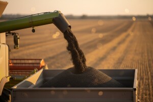 Sjajni prinosi DEKALB uljane repice