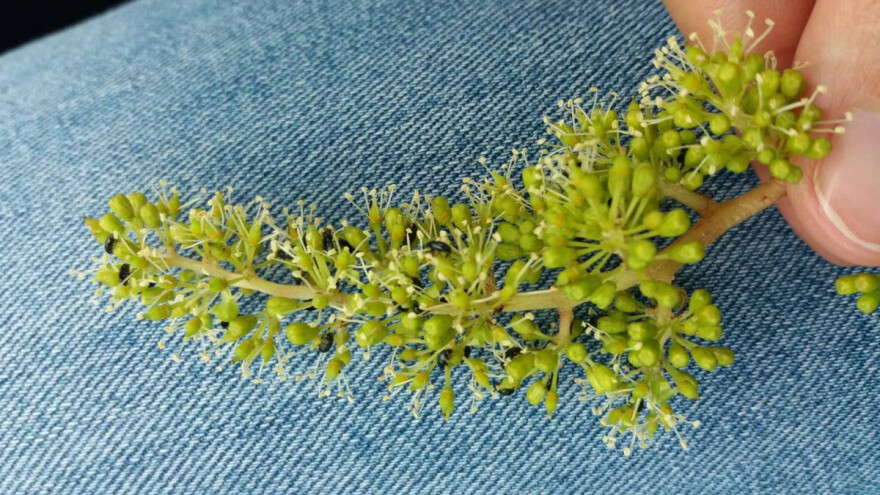 Repičin sjajnik se pojavio u cvastima vinove loze - šta činiti?