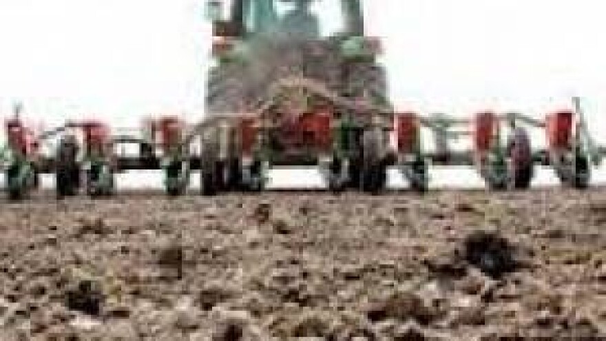 Pobjednik je - pšenica!