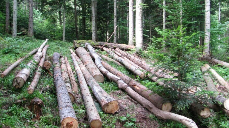 Edukacija protiv nezakonite sječe