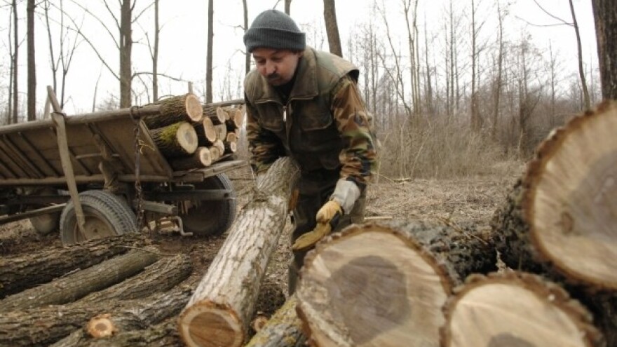 Posjekao 43 stabla bukve i jasena