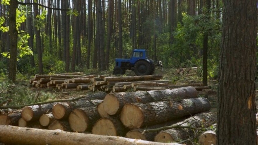 Albanija zabranila sječu šuma na 10 godina!