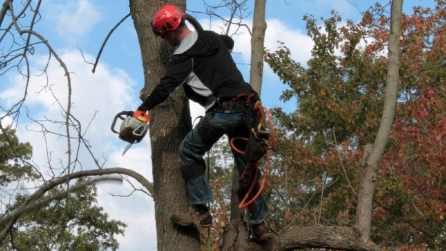 Sprečavanje ilegalne sječe