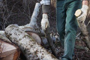 Šumokradice su lani posjekle šume u vrijednosti 2,89 miliona KM