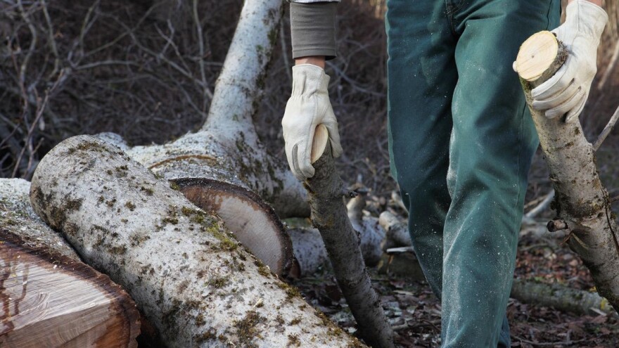 Šumokradice su lani posjekle šume u vrijednosti 2,89 miliona KM