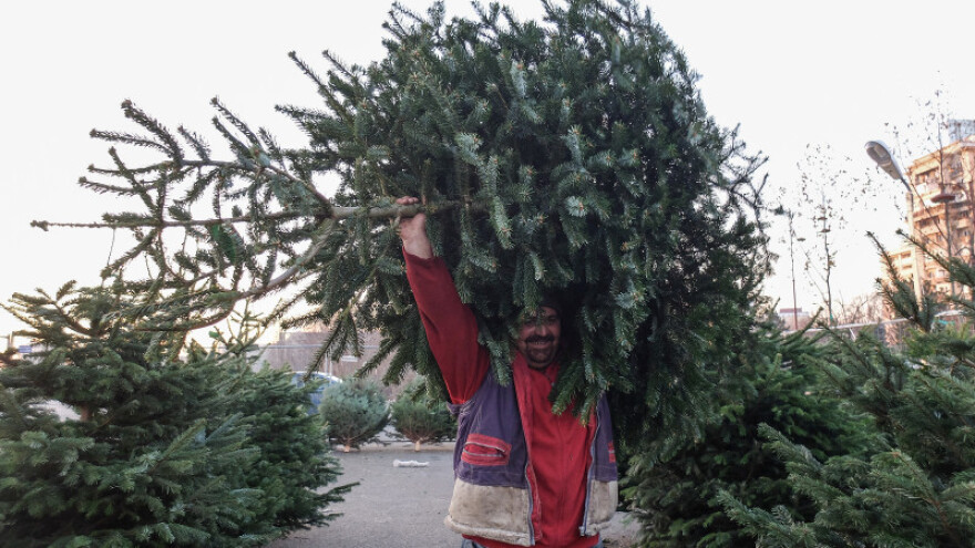 Kazna za sječu jelke do 3.000 KM!