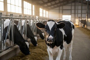 Sjednica Stručnog savjeta za mljekarstvo