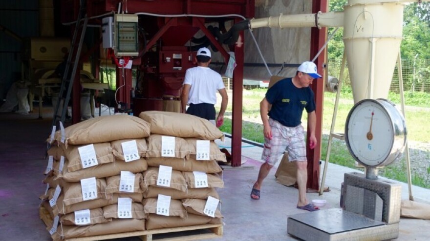 Krenula sjemenska proizvodnja pšenice u Orašju