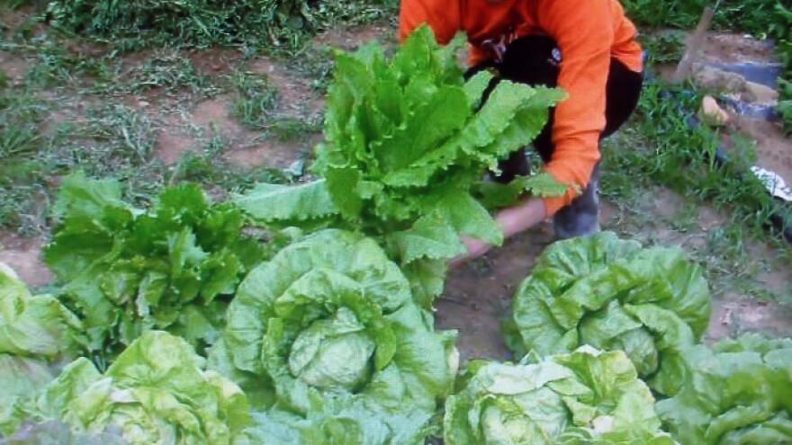 Podravsko sjemenarstvo dobru korjeniku ima
