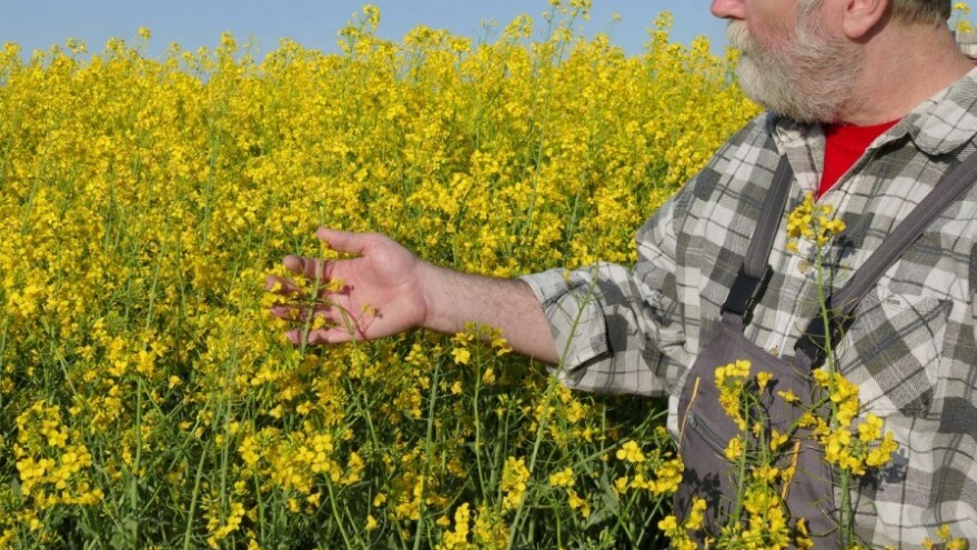 Hibridi uljane repice - izbor za svako polje!