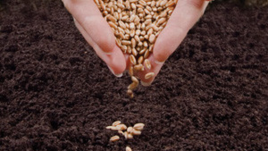 Osječke sorte ratarskih kultura vraćaju se u bogate zemlje Azije