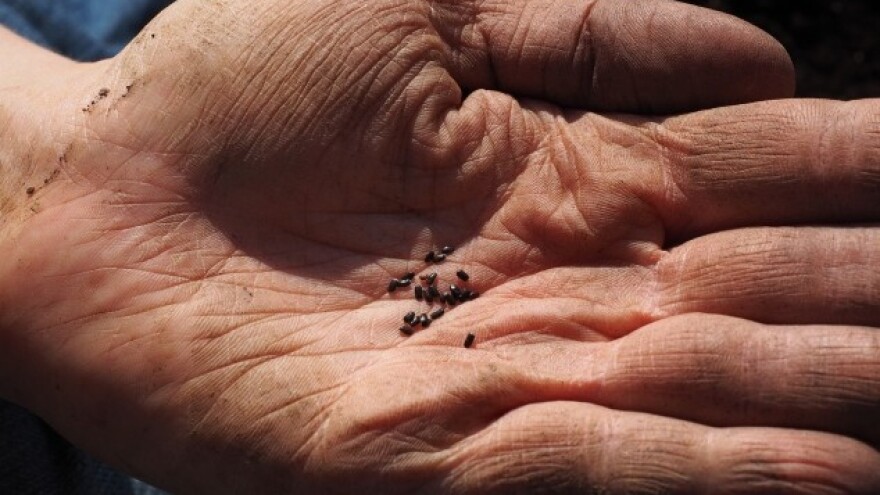 Nema straha od zabrane domaćeg sjemena!