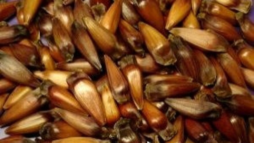 Hoće li nam EU prodavati vlastito naslijeđe?