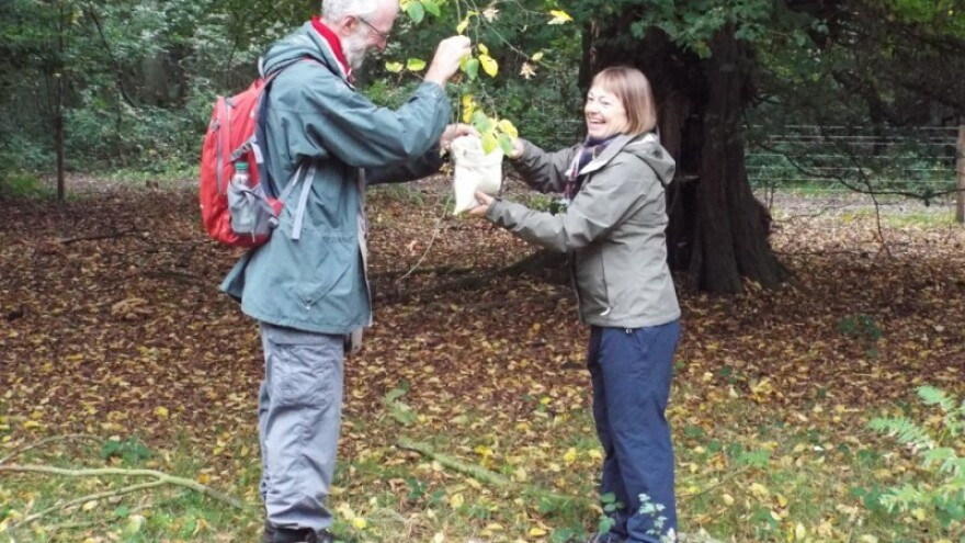 Lužnjak dobro, jasen nikako!