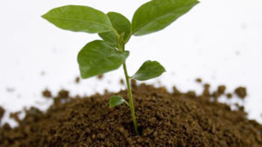 Sjemenari će naplaćivati autorska prava na sjeme