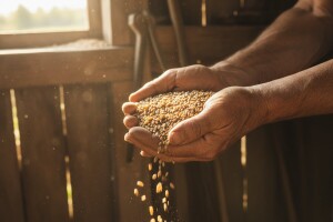 Sjemenari će naplaćivati autorska prava na sjeme