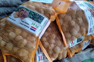 Cijene sjemenskog luka i krompira duplo veće u odnosu na prošlu godinu