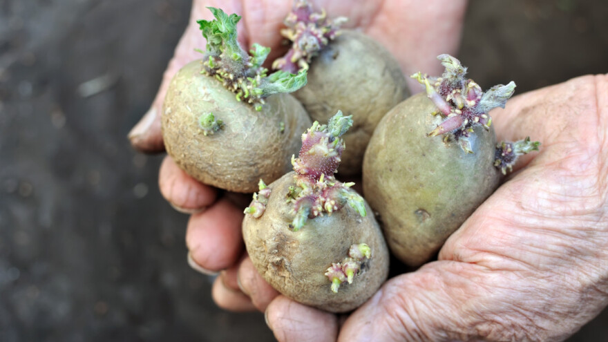 Nestašica sjemenskog krompira u RS, u FBiH ga ima dovoljno