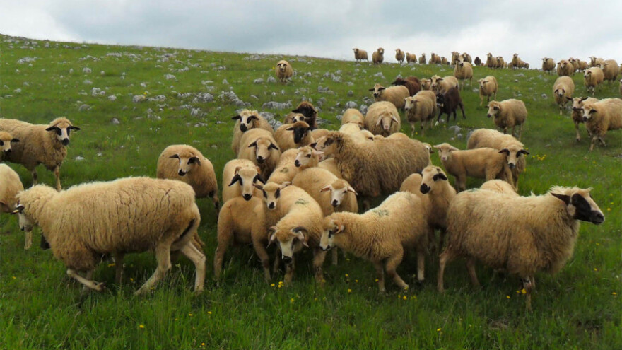 Dimitrijević: Očuvajmo autohtone rase!