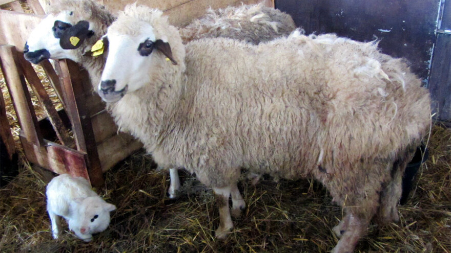 Do kraja marta isplata podsticaja za kvalitetna priplodna grla