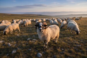 Sjeničko-pešterska pramenka odoleva zaboravu