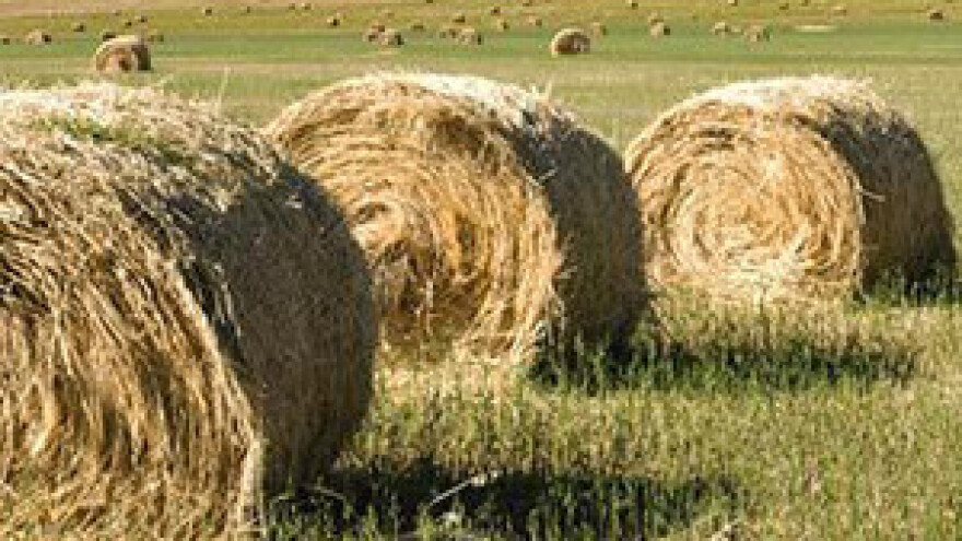 Italija: Mafija kontrolira prehrambenu industriju