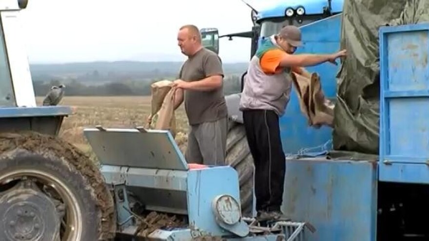 Hoćemo li sljedeće godine uvoziti pšenicu?