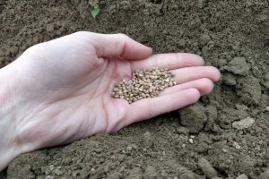 Zakon o sjemenu na okruglom stolu: Ima li zajedničkog rješenja?