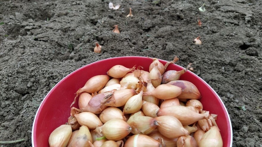 Pravilnik o stavljanju na tržište sjemena povrća u javnom savjetovanju