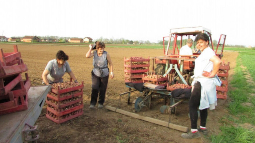 Sjetva krompira je skupa, ali se od nje ne odustaje